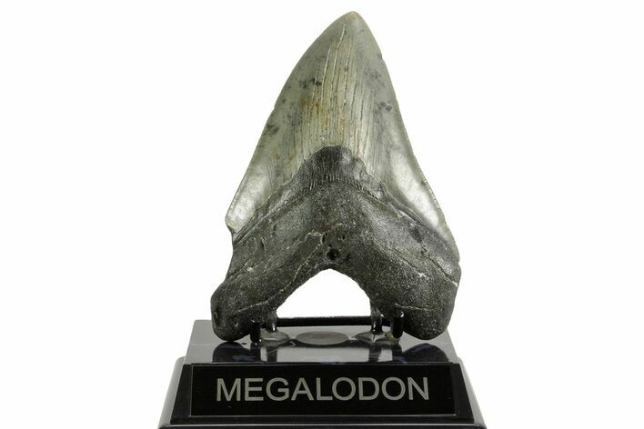 Fossil Megalodon Tooth - North Carolina #371305